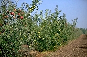 apple, green, yellow, unseasoned, fruit, leaf, leaves, tree, limb, fruit tree, apple tree, avenue, row, mature, orchard, garden, agriculture, countryside, grower, farmer, gardener, nature, bio, health, healthy lifestyle, fitness, wellness, vitamins, delicious, juicy, round, eatable, edible, food, sunlight, sunshine, blue sky, morning, growth, market, still-life, much, bunch, outdoors, knowledge, tree of knowledge, Eden, Europe, Hungary, perspective, shadow, ground, soil, beer, outside, Kiss L�szl�, L�szl� Kiss