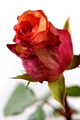 rose, blossom, bloom, flower, red rose, prick, prickle, spike, spine, thorn, leaf, green, shaft, long stem, budding, rose-petal, petal, flavor, aroma, odor, perfume, scent, perfume of roses, beauty, beautiful, pretty, CD 0089, Kiss L�szl�, L�szl� Kiss