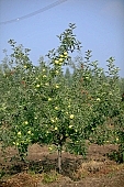 apple, green, yellow, unseasoned, red, fruit, leaf, leaves, tree, limb, fruit tree, apple tree, mature, orchard, garden, agriculture, countryside, grower, farmer, gardener, nature, bio, health, healthy lifestyle, fitness, wellness, vitamins, delicious, juicy, round, eatable, edible, food, sunlight, sunshine, morning, growth, market, still-life, much, bunch, outdoors, knowledge, tree of knowledge, Eden, Europe, Hungary, loneliness, lonely, blue sky, burden, heavy, outside, Kiss L�szl�, L�szl� Kiss