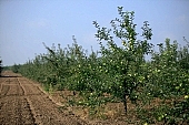 apple, green, yellow, unseasoned, fruit, leaf, leaves, tree, limb, fruit tree, apple tree, avenue, row, mature, orchard, garden, agriculture, countryside, grower, farmer, gardener, nature, bio, health, healthy lifestyle, fitness, wellness, vitamins, delicious, juicy, round, eatable, edible, food, sunlight, sunshine, blue sky, morning, growth, market, still-life, much, bunch, outdoors, knowledge, tree of knowledge, Eden, Europe, Hungary, perspective, shadow, ground, soil, forest, beer, outside, Kiss L�szl�, L�szl� Kiss