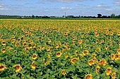 biodiesel, sunflower field, core, gas oil, diesel oil, diesel fuel, fuel, gas, sunflower-seed oil, boundary, sunflower, food product, groceries, plantation, farmland, agriculture, plant, sunflower leaves, agrarian production, horizon, sky, blue, blue sky, cloud, farm produce, farm product, sunflower s plate, sunshine, sunny, sunlit, sunflowers, leaf, green, husk, blossom, bloom, flower, oil, plate, feed, fodder, forage, summer, on the sun, rotary, pollen, petal, pounce, pistil, yellow, brown, shaft, CD 0052, Kiss L�szl�, L�szl� Kiss
