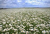 flower, flowers, field, meadow, wild flower, wild flowers, bouquet, gift, flavor, aroma, odor, perfume, scent, balmy, fragrant, redolent, sweet, yellow, white, circle, round, herb, infusion of herbs, herbaria, herbarium, camomile, tea, chamomile tea, beauty, beautiful, pretty, a lot of, much, crowd, legion, gardener, horticulture, floral, green, leaf, leaves, sunlight, sunshine, nature, blue, sky, blue sky, cloud, clouds, canopy of heaven, cope of heaven, firmament, hill, hillside, Leucanthemum vulgare, daisy, marguerite, Kiss L�szl�, L�szl� Kiss