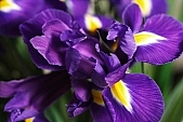 bulb, honey, flower painting, iris, pollen, flower basket, blossom, bloom, flower, being in full bloom, flower show, cut flower, flower shop, florist, flower-seed, flowery, bouquet, stack, leaf, shaft, decor, purple, yellow, flower garden, horticulture, rich vegetation, a flower, green, budding, pistil, plant, color, colour, petal, CD 0200, Kiss László, László Kiss