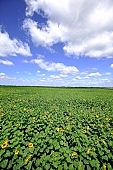 sunflower field, core, farm product, blue sky, horizon, sunflower s plate, sunflower, agrarian production, plantation, sunflower-seed oil, boundary, food product, groceries, farmland, agriculture, plant, sunflower leaves, sky, blue, cloud, farm produce, sunshine, sunny, sunlit, sunflowers, leaf, green, husk, blossom, bloom, flower, oil, plate, feed, fodder, forage, summer, on the sun, rotary, pollen, petal, pounce, pistil, yellow, brown, shaft, CD 0052, Kiss Lszl, Lszl Kiss