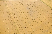 hemp, yellow, sheaf, bale, summer, housing, harvest, field, air photograph, air photo, aerials, aerial, hemp bond, hemp transport, Mindszent, order, frame, method, regime, set-up, system, systemic, meadow, junk, hemp production, hemp trade, air photos, Hungary, birds eye view, high, environment, ambience, plan, air, of birds eye view, regular, bag, poke, cod, sac, sack, string, tether, cord, line, tie, twine, CD 0029, Kiss L�szl�, L�szl� Kiss