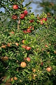 apple, green, yellow, red, fruit, leaf, leaves, tree, limb, fruit tree, apple tree, mature, orchard, garden, agriculture, countryside, grower, farmer, gardener, nature, bio, health, healthy lifestyle, fitness, wellness, vitamins, delicious, juicy, round, eatable, edible, food, sunlight, sunshine, light, morning, growth, market, still-life, outdoors, knowledge, tree of knowledge, Eden, Europe, Hungary, shadow, burden, heavy, much, blue sky, outside, Kiss L�szl�, L�szl� Kiss