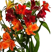 blossom, bloom, flower, flower show, flowery, bouquet, stack, leaf, shaft, decor, horticulture, freesia, rich vegetation, a flower, orange, red, white, green, budding, pistil, brindle, pied, variegated, fancy, plant, color, colour, colourful, vivid, petal, CD 0200, Kiss László, László Kiss