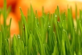 wheat, green, Luca, drop, drops, ad, ads,  scenes, water drop, soil, tile, plant, Christmas, air, to be of tender age, photo, foto, photos, photographs, photograph, picture, image, scenery, images, pictures, Luca name-day, flower-pot, care of plants, December, firstling, national traits, national peculiarities, ethnography, rf, scenes, orange colour, light, Kiss L�szl�, L�szl� Kiss