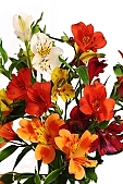 freesia, blossom, bloom, flower, plant, color, colour, colourful, vivid, petal, CD 0200, Kiss Lszl, Lszl Kiss