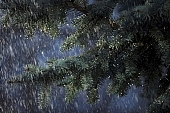 fir, pinewood, pine bough, fir branch, evergreen, plant, rain, winter, season, seasons, cold, snow, snowfall, fall of snow, Christmas, Christmas tree, celebrate, solemn, holiday, green, pine needles, coniferous wood, to foin, cone, pine-cone, silver fir, spruce, snowy, mountain, forest, field, garden, flower-garden, decor, pine scent, pine, larchtree, christmas card, green christmas, festive season, merry christmas, CD 0015, Kiss L�szl�, L�szl� Kiss