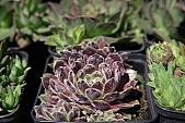jovibarba, rose, blossom, bloom, flower, garden, exhibition, rock, leaf, succulent leaf, flower of Zeus, rock-garden, rockery, green, purple, rose-bowl, close-up, plant, nature, Kiss L�szl�, L�szl� Kiss