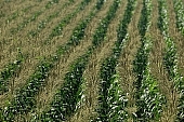 corn, cornfield, arable, clod, earth, field, ploughland, tillage, garden, countryside, nature, village, green, yellow, leaf, soil, ground, plow, brown, dry, dry leaf, eatable, edible, outdoors, perspective, forest, arbor, row, rows, parallel, Kiss Lszl, Lszl Kiss