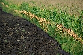 soil, ground, nuggets, arable, clod, earth, field, ploughland, tillage, plow, corn, cornfield, perspective, limitless, beer, rows, nature, agriculture, agricultural land, outdoors, outside, grower, producer, plant, vegetation, green, Kiss L�szl�, L�szl� Kiss