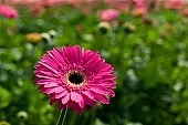 gerbera, flower, petal, shaft, plant, grow, warm, critter, haze, steam, vapor, climate, magenta, purple, green, glass, greenery, glasshouse, light, thermal, heater, window, CD 0026, Kiss L�szl�, L�szl� Kiss