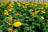gerbera, flower, petal, shaft, plant, very much, grow, amiable, beautiful, warm, critter, haze, steam, vapor, climate, yellow, green, glass, greenery, glasshouse, light, thermal, heater, window, backlight, backlit, CD 0026, Kiss L�szl�, L�szl� Kiss