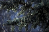 fir, pinewood, pine bough, fir branch, evergreen, plant, rain, winter, season, seasons, cold, snow, snowfall, fall of snow, Christmas, Christmas tree, celebrate, solemn, holiday, green, pine needles, coniferous wood, to foin, cone, pine-cone, silver fir, spruce, snowy, mountain, forest, field, garden, flower-garden, decor, pine scent, pine, larchtree, christmas card, green christmas, festive season, merry christmas, CD 0015, , Kiss L�szl�, L�szl� Kiss