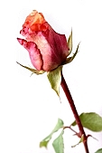 rose, blossom, bloom, flower, rose-tree, rose-water, attar, red rose, prick, prickle, spike, spine, thorn, leaf, green, shaft, long stem, budding, rose-petal, petal, flavor, aroma, odor, perfume, scent, perfume of roses, beauty, beautiful, pretty, CD 0089, Kiss L�szl�, L�szl� Kiss