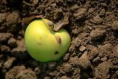 apple, green, yellow, golden, fruit, dry leaf, leaf, drought, leaves, orchard, garden, agriculture, countryside, grower, farmer, gardener, nature, health, healthy lifestyle, fitness, wellness, vitamins, delicious, juicy, round, eatable, edible, food, sunlight, sunshine, morning, growth, market, still-life, fly, insect, soil, ground, nuggets, outdoors, outside, knowledge, tree of knowledge, Eden, Europe, Hungary, Kiss L�szl�, L�szl� Kiss