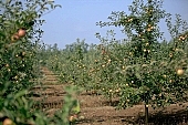 apple, green, yellow, unseasoned, fruit, leaf, leaves, tree, limb, fruit tree, apple tree, avenue, row, mature, orchard, garden, agriculture, countryside, grower, farmer, gardener, nature, bio, health, healthy lifestyle, fitness, wellness, vitamins, delicious, juicy, round, eatable, edible, food, sunlight, sunshine, blue sky, morning, growth, market, still-life, much, bunch, outdoors, knowledge, tree of knowledge, Eden, Europe, Hungary, perspective, shadow, ground, soil, forest, beer, outside, Kiss L�szl�, L�szl� Kiss
