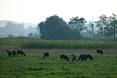 herd, sheperd, animal, breeding, sheep, sheeps, nature, countryside, agriculture, agricultural land, field, meadow, tree, trees, grass, sky, wind, wind-blowed, silence, quiet, lay, laid, lie, recreation, relaxation, repose, rest, corn, cornfield, browse, pasture, grazer, grazing, to herd, animals, Kiss Lszl, Lszl Kiss