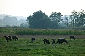 herd, sheperd, animal, breeding, sheep, sheeps, nature, countryside, agriculture, agricultural land, field, meadow, tree, trees, grass, sky, wind, wind-blowed, silence, quiet, lay, laid, lie, recreation, relaxation, repose, rest, corn, cornfield, browse, pasture, grazer, grazing, to herd, animals, Kiss Lszl, Lszl Kiss