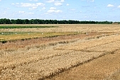 harvest, grain, cereals, agricultural  plantland, agricultural cultivation of plants, farmland, wheat-crop, cornfield, wheat, wheat-sheaf, food product, groceries, ripe, wheat grain, farm product, wheat-field, field of wheat, agriculture, wheat-growing, ear, wheat-stalk, young wheat-crop, boundary, core, gold, wheatgerm, CD 0052, Kiss L�szl�, L�szl� Kiss