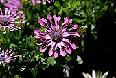 daisy, purple, chrysanthemum, blossom, bloom, flower, plant, exhibition, leaf, life, happiness, spring, petal, flavor, aroma, odor, perfume, scent, shaft, decor, bravery, finery, pomp, budding, bouquet, garden, meadow, field, Kiss L�szl�, L�szl� Kiss