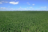 corn-growing, grain, feed, fodder, forage, corncob, farmland, corn-stalk, corn yield, agriculture, horizon, blue sky, cloud, sky, of birds eye view, leaf of maize, sweet corn, fodder corn, cob, corn, corn field, growth, corn-eye, green, farm product, cornflour, floss, green corn, corn-cob, domestic animal corn, corn-oil, field, plough-land corn, CD 0052, Kiss L�szl�, L�szl� Kiss