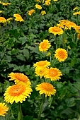 gerbera, flower, petal, shaft, plant, very much, grow, amiable, beautiful, warm, critter, haze, steam, vapor, climate, yellow, green, glass, greenery, glasshouse, light, thermal, heater, window, backlight, backlit, CD 0026, Kiss L�szl�, L�szl� Kiss