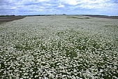 flower, flowers, field, meadow, wild flower, wild flowers, bouquet, gift, flavor, aroma, odor, perfume, scent, balmy, fragrant, redolent, sweet, yellow, white, circle, round, herb, infusion of herbs, herbaria, herbarium, camomile, tea, chamomile tea, beauty, beautiful, pretty, a lot of, much, crowd, legion, gardener, horticulture, floral, green, leaf, leaves, sunlight, sunshine, nature, blue, sky, blue sky, cloud, clouds, canopy of heaven, cope of heaven, firmament, Leucanthemum vulgare, daisy, marguerite, Kiss L�szl�, L�szl� Kiss