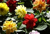 begonia, bravery, finery, pomp, garden, decor, pink, red, yellow, exhibition, leaf, flavor, aroma, odor, perfume, scent, soil, plant, life, happiness, blossom, bloom, flower, petal, tile, houseplant, pot plant, potted plant, green, spring, beauty, beautiful, pretty, beauteous, CD 0033, Kiss L�szl�, L�szl� Kiss