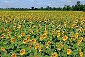 biodiesel, sunflower field, farmland, sunflower-seed oil, gas oil, diesel oil, diesel fuel, agriculture, plant, sunflower, agrarian production, food product, groceries, horizon, boundary, sky, blue, blue sky, cloud, beer, rows, farm produce, farm product, sunflower s plate, sunshine, sunny, sunlit, sunflowers, leaf, green, husk, blossom, bloom, flower, core, oil, plate, feed, fodder, forage, summer, on the sun, rotary, pollen, petal, pounce, pistil, yellow, brown, shaft, CD 0052, Kiss L�szl�, L�szl� Kiss