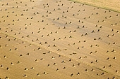 hemp, air photograph, air photo, aerials, aerial, Mindszent, order, frame, method, regime, set-up, system, systemic, yellow, sheaf, bale, summer, housing, harvest, field, meadow, junk, hemp production, hemp trade, hemp bond, hemp transport, air photos, Hungary, birds eye view, high, environment, ambience, plan, air, of birds eye view, regular, bag, poke, cod, sac, sack, string, tether, cord, line, tie, twine, CD 0029, Kiss L�szl�, L�szl� Kiss