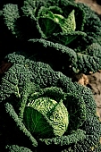 green, bright, savoy cabbage, cabbage, leaf, leaves, cabbage leaf, water, dew, water drop, tear, tear-drop, tearful, wet, rain, rain drop, bio, health, healthy, healthy lifestyle, fitness, wellness, vitamins, vegetarian, shell, countryside, agriculture, cultivation, grower, producer, farmer, garden, horticulture, gardener, soil, eatable, edible, food, salad, vegetable, outdoors, Hungary, round, circle, marble, nature, natural, alone, singleton, single, loneliness, lonely, environment, ambience, light, shadow, perspective, neighbor, nearby, pair, two, standing, ground, Kiss L�szl�, L�szl� Kiss