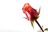 rose, rose bush, blossom, bloom, flower, rose-tree, rose-water, attar, red rose, prick, prickle, spike, spine, thorn, leaf, green, shaft, long stem, budding, rose-petal, petal, flavor, aroma, odor, perfume, scent, perfume of roses, beauty, beautiful, pretty, CD 0089, Kiss L�szl�, L�szl� Kiss