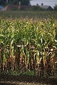 corn, cornfield, arable, clod, earth, field, ploughland, tillage, garden, countryside, nature, village, green, yellow, leaf, soil, ground, nuggets, plow, brown, dry, dry leaf, eatable, edible, outdoors, arbor, Kiss Lszl, Lszl Kiss