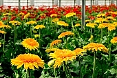 gerbera, flower, plant, grow, warm, critter, haze, steam, vapor, climate, yellow, red, orange colour, orange, drone, column, pink, green, glass, greenery, glasshouse, window, CD 0026, Kiss L�szl�, L�szl� Kiss