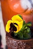 pansy, blossom, bloom, flower, bouquet, yellow, green, spring, exhibition, beauty, beautiful, pretty, beauteous, flavor, aroma, odor, perfume, scent, petal, leaf, wedding, nuptials, girdle, rope, wreath, flower petal, colourful, vivid, shaft, CD 0033, Kiss L�szl�, L�szl� Kiss