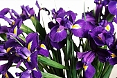 iris, being in full bloom, flower show, cut flower, flower shop, florist, flower-seed, flowery, bouquet, stack, leaf, shaft, decor, flower, purple, bulb, honey, flower painting, pollen, flower basket, blossom, bloom, yellow, flower garden, horticulture, freesia, rich vegetation, a flower, green, budding, pistil, plant, color, colour, petal, CD 0200, Kiss László, László Kiss