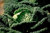 green, bright, savoy cabbage, cabbage, leaf, leaves, cabbage leaf, water, dew, water drop, tear, tear-drop, tearful, wet, rain, rain drop, bio, health, healthy, healthy lifestyle, fitness, wellness, vitamins, vegetarian, shell, countryside, agriculture, cultivation, grower, producer, farmer, garden, horticulture, gardener, soil, eatable, edible, food, salad, vegetable, outdoors, Hungary, round, circle, marble, nature, natural, alone, singleton, single, loneliness, lonely, environment, ambience, light, shadow, close-up, Kiss L�szl�, L�szl� Kiss