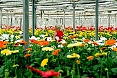 gerbera, flower, plant, grow, warm, labourer, employee, dame, lady, red, blond, gardener, critter, haze, steam, vapor, climate, yellow, orange colour, orange, drone, column, pink, green, glass, greenery, glasshouse, window, CD 0026, Kiss L�szl�, L�szl� Kiss
