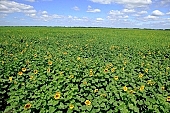 sunflower field, sunflower-seed oil, agriculture, plant, sunflower, agrarian production, food product, groceries, farmland, horizon, boundary, sky, blue, blue sky, cloud, beer, rows, farm produce, farm product, sunflower s plate, sunshine, sunny, sunlit, sunflowers, leaf, green, husk, blossom, bloom, flower, core, oil, plate, feed, fodder, forage, summer, on the sun, rotary, pollen, petal, pounce, pistil, yellow, brown, shaft, CD 0052, Kiss L�szl�, L�szl� Kiss