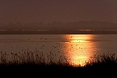 sunrise, Feherto, White lake, Szeged, dawn, reflection, sunlight, golden light, reed, birds, born, Kiss L�szl�, L�szl� Kiss
