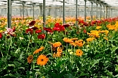 gerbera, flower, plant, grow, warm, critter, haze, steam, vapor, climate, yellow, red, orange colour, orange, drone, pink, green, glass, greenery, window, CD 0026, Kiss L�szl�, L�szl� Kiss