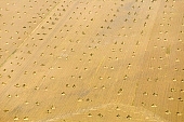 hemp, yellow, sheaf, bale, summer, housing, harvest, field, air photograph, air photo, aerials, aerial, Mindszent, order, frame, method, regime, set-up, system, systemic, meadow, junk, hemp production, hemp trade, hemp bond, hemp transport, air photos, Hungary, birds eye view, high, environment, ambience, plan, air, of birds eye view, regular, bag, poke, cod, sac, sack, string, tether, cord, line, tie, twine, CD 0029, Kiss L�szl�, L�szl� Kiss