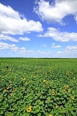 sunflower field, sunflower, agrarian production, plantation, core, sunflower-seed oil, boundary, food product, groceries, farmland, agriculture, plant, sunflower leaves, horizon, sky, blue, blue sky, cloud, farm produce, farm product, sunflower s plate, sunshine, sunny, sunlit, sunflowers, leaf, green, husk, blossom, bloom, flower, oil, plate, feed, fodder, forage, summer, on the sun, rotary, pollen, petal, pounce, pistil, yellow, brown, shaft, CD 0052, Kiss Lszl, Lszl Kiss