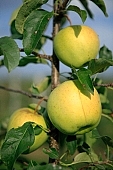 apple, green, yellow, fruit, leaf, leaves, tree, limb, fruit tree, apple tree, mature, orchard, garden, agriculture, countryside, grower, farmer, gardener, nature, bio, health, healthy lifestyle, fitness, wellness, vitamins, delicious, juicy, round, eatable, edible, food, sunlight, sunshine, light, morning, growth, market, still-life, outdoors, knowledge, tree of knowledge, Eden, Europe, Hungary, shadow, burden, heavy, much, close-up, Kiss Lszl, Lszl Kiss