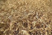 grain, wheat, wheat grain, cornfield, farm product, wheat-field, field of wheat, agriculture, cereals, wheat-growing, ripe, wheat flour, ear, wheat-crop, wheat-stalk, harvest, farmland, young wheat-crop, boundary, core, food product, groceries, gold, wheat-sheaf, wheatgerm, CD 0052, Kiss Lszl, Lszl Kiss