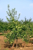 apple, green, yellow, unseasoned, fruit, leaf, leaves, tree, limb, fruit tree, apple tree, mature, orchard, garden, agriculture, countryside, grower, farmer, gardener, nature, bio, health, healthy lifestyle, fitness, wellness, vitamins, delicious, juicy, round, eatable, edible, food, sunlight, sunshine, morning, growth, market, still-life, much, bunch, outdoors, knowledge, tree of knowledge, Eden, Europe, Hungary, loneliness, lonely, blue sky, burden, heavy, ample, exuberant, opulent, heavy crops, Kiss Lszl, Lszl Kiss