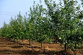 apple, green, yellow, unseasoned, fruit, leaf, leaves, tree, limb, fruit tree, apple tree, avenue, row, mature, orchard, garden, agriculture, countryside, grower, farmer, gardener, nature, bio, health, healthy lifestyle, fitness, wellness, vitamins, delicious, juicy, round, eatable, edible, food, sunlight, sunshine, blue sky, morning, growth, market, still-life, much, bunch, outdoors, knowledge, tree of knowledge, Eden, Europe, Hungary, perspective, shadow, Kiss Lszl, Lszl Kiss